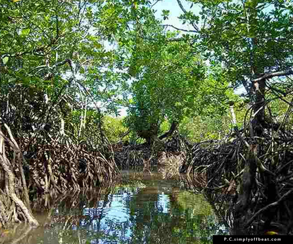 Mangrove flora