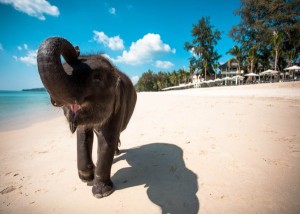 Baby-Elephant-on-Beach-e1370948956566