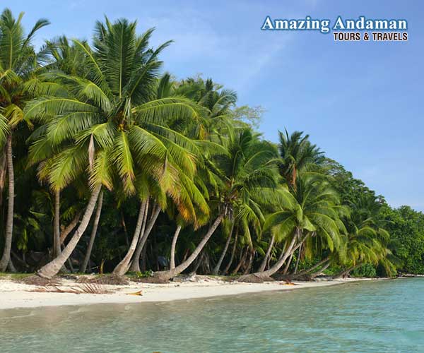 Amazing Andaman Tours and Travels