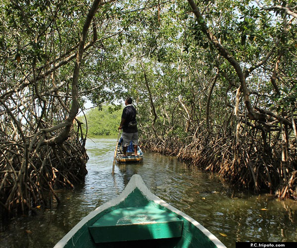 Enjoy mangrove boat rides at Mayabunder