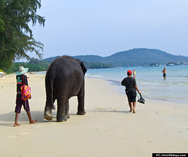 Elephant Beach