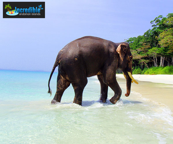 Incredible Andaman Islands