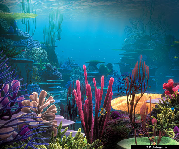 Aquarium as a paradise beginners