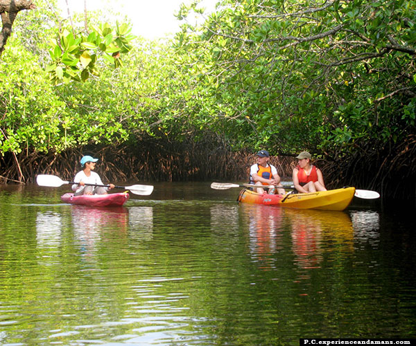 Mangrove Kayaking at Mayabunder