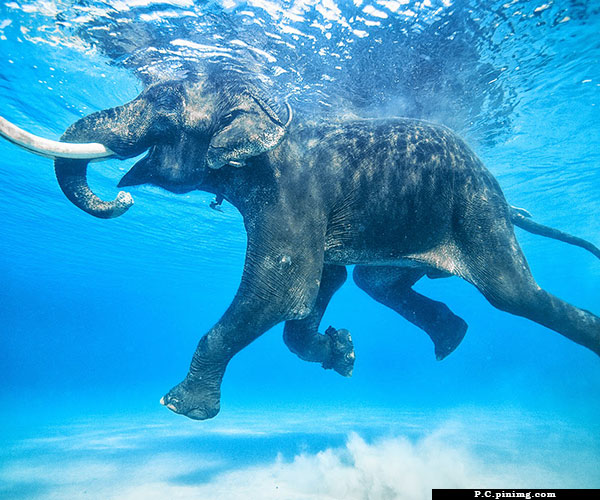 The-Swimming Elephant Rajan