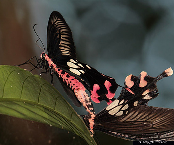 butterflies flock to Andaman