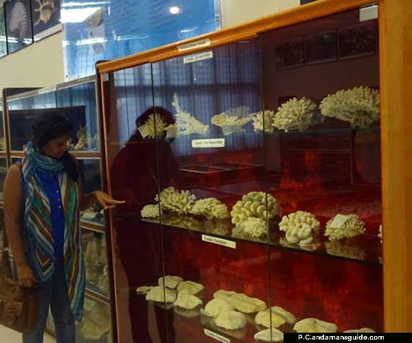 Nature Lovers Delight is the Zoological Survey of Indian Museum