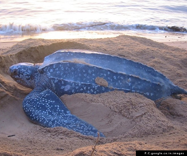 Abode of the largest turtle