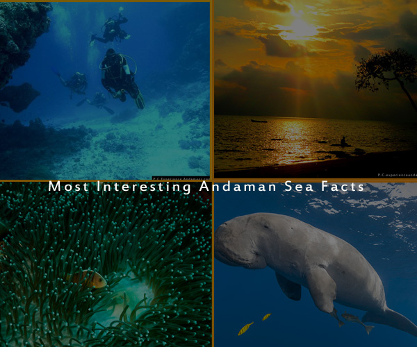 List of 19 Most Interesting Andaman Sea Facts