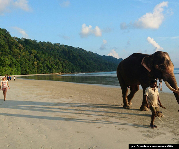 Elephant Beach