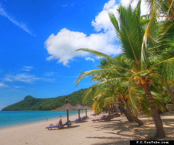 Famous Palm Trees of The Beach