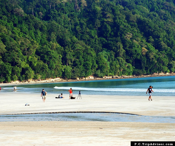 Greenary Of Radhanagar Beach